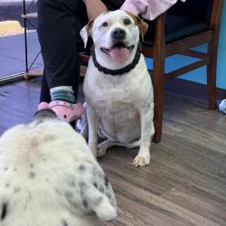 Lost Female Dog last seen City park, Aurora, CO 80010