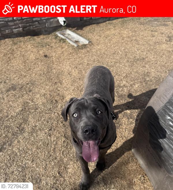 Lost Female Dog last seen Aurora City park, Aurora, CO 80010