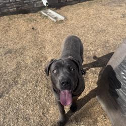 Lost Female Dog last seen Aurora City park, Aurora, CO 80010