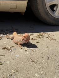 Lost Male Reptile last seen Near Luiseno Ave , Oceanside, CA 92057