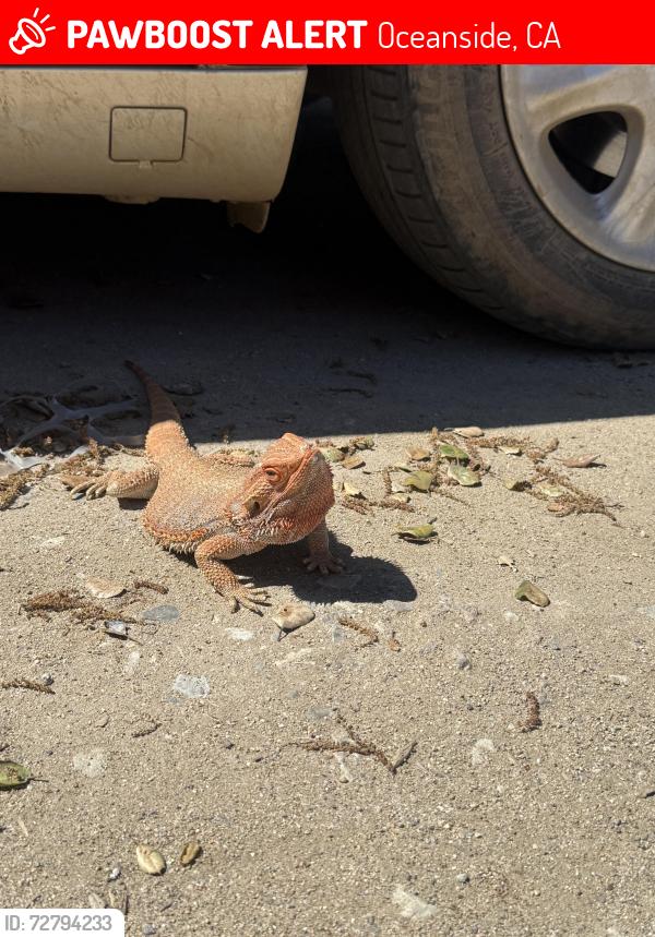 Lost Male Reptile last seen Near Luiseno Ave , Oceanside, CA 92057