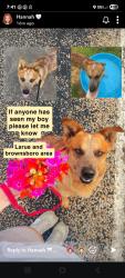 Lost Male Dog last seen Near leagueville church, LaRue, TX 75770