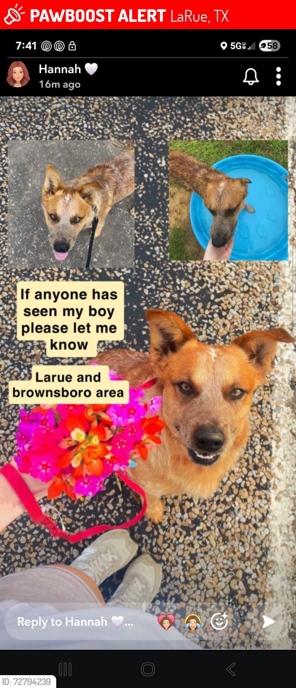 Lost Male Dog last seen Near leagueville church, LaRue, TX 75770