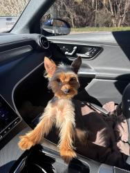 Lost Male Dog last seen Forest Hill rd , Powder Springs, GA 30127