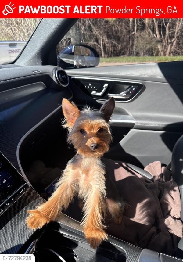 Lost Male Dog last seen Forest Hill rd , Powder Springs, GA 30127