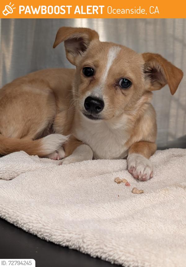 Found/Stray Male Dog last seen Rancho del oro, Oceanside, CA 92057
