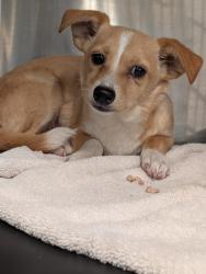 Found/Stray Male Dog last seen Rancho del oro, Oceanside, CA 92057