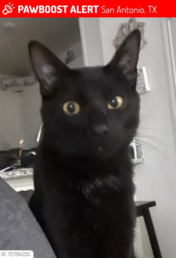 Lost Male Cat last seen Gramercy Subdivision Far West San Antonio 78253, San Antonio, TX 78253