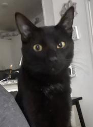Lost Male Cat last seen Gramercy Subdivision Far West San Antonio 78253, San Antonio, TX 78253