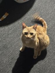 Found/Stray Female Cat last seen Bradford Rd, Upper Darby Township, PA 19082