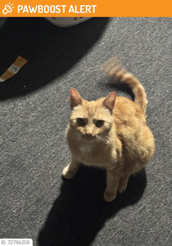 Found/Stray Female Cat last seen Bradford Rd, Upper Darby Township, PA 19082
