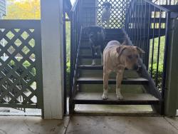 Found/Stray Unknown Dog last seen Willowbrook rd , Fayetteville, NC 28314