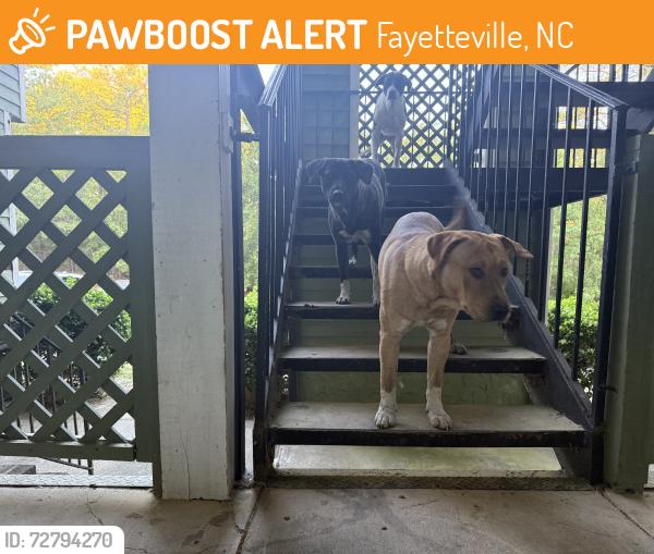 Found/Stray Unknown Dog last seen Willowbrook rd , Fayetteville, NC 28314