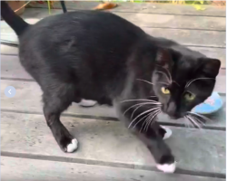 Found/Stray Female Cat last seen Hearst St., Berkeley, CA 94709