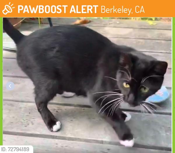 Found/Stray Female Cat last seen Hearst St., Berkeley, CA 94709