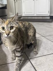Found/Stray Unknown Cat last seen kuhn rd, Carol Stream, IL 60188