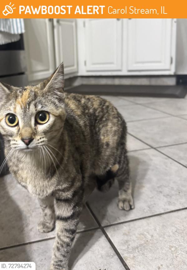 Found/Stray Unknown Cat last seen kuhn rd, Carol Stream, IL 60188
