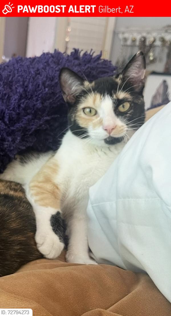 Lost Female Cat last seen Recker and baseline, Gilbert, AZ 85234