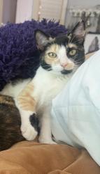 Lost Female Cat last seen Recker and baseline, Gilbert, AZ 85234