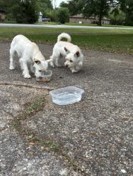 Found/Stray Female Dog last seen Avie lane, Beaumont, TX 77708