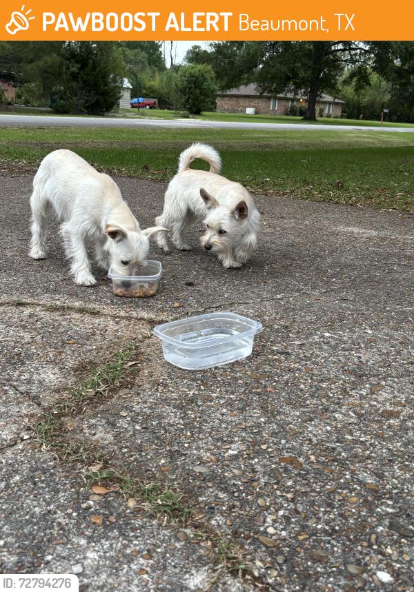 Found/Stray Female Dog last seen Avie lane, Beaumont, TX 77708