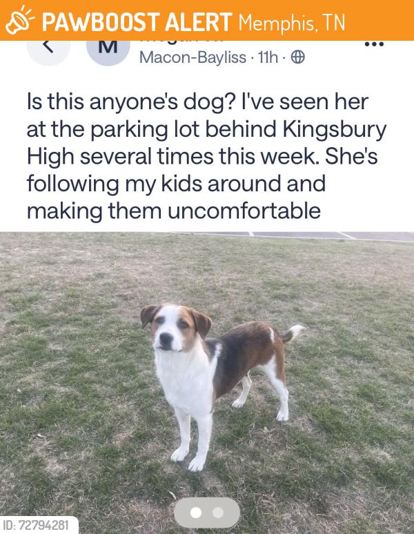 Found/Stray Unknown Dog last seen Macon Road at Bayliss, Memphis, TN 38122