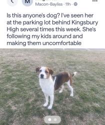 Found/Stray Unknown Dog last seen Macon Road at Bayliss, Memphis, TN 38122