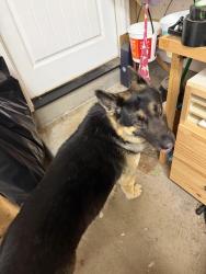 Found/Stray Male Dog last seen Thistle downs neighborhood , Murfreesboro, TN 37129