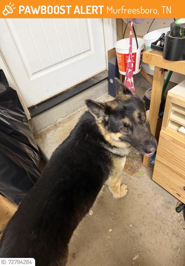 Found/Stray Male Dog last seen Thistle downs neighborhood, Murfreesboro, TN 37129