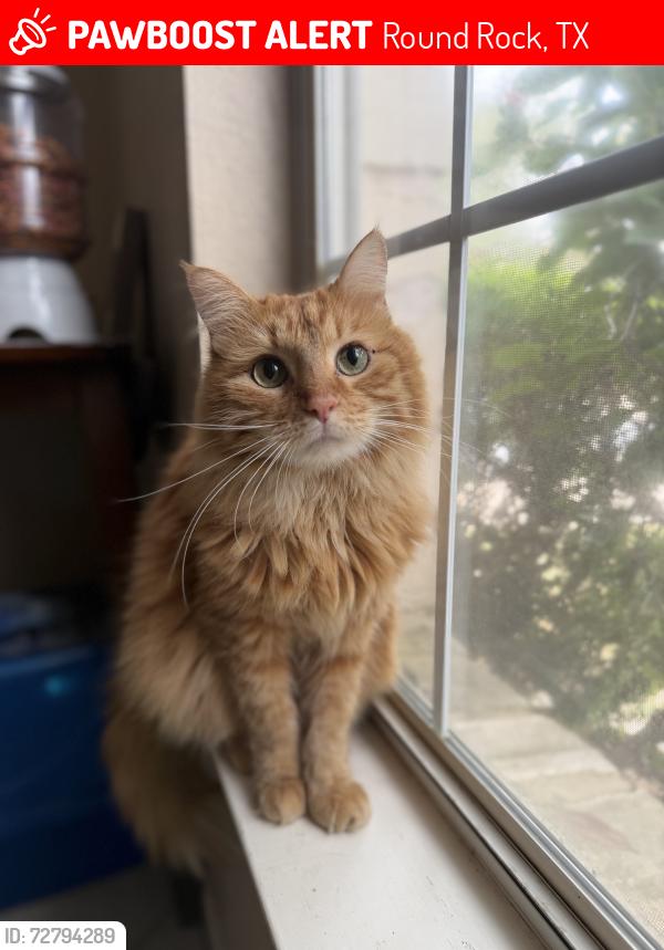 Lost Male Cat last seen river crossing trail, Round Rock, TX 78665