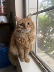 Lost Male Cat last seen river crossing trail, Round Rock, TX 78665