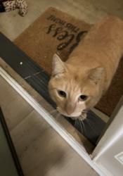 Lost Male Cat last seen Orange and quince. , Exeter, CA 93221