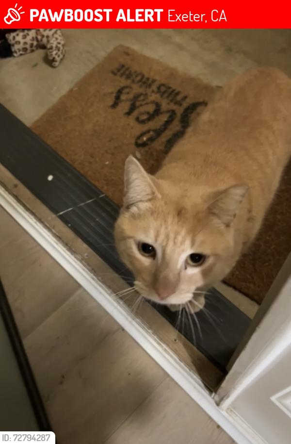Lost Male Cat last seen Orange and quince. , Exeter, CA 93221