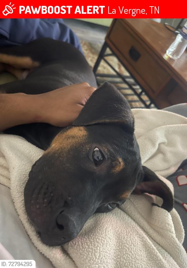 Lost Male Dog last seen Tom Hailey, La Vergne, TN 37086