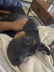 Lost Male Dog last seen Tom Hailey , La Vergne, TN 37086