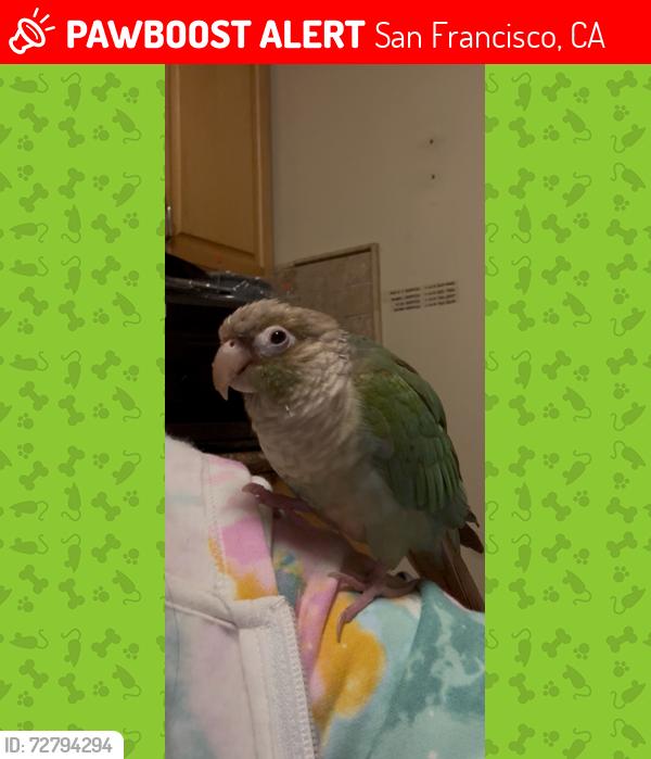 Lost Male Bird last seen Near congdon st, San Francisco, CA 94112