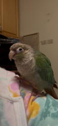 Lost Male Bird last seen Near congdon st, San Francisco, CA 94112