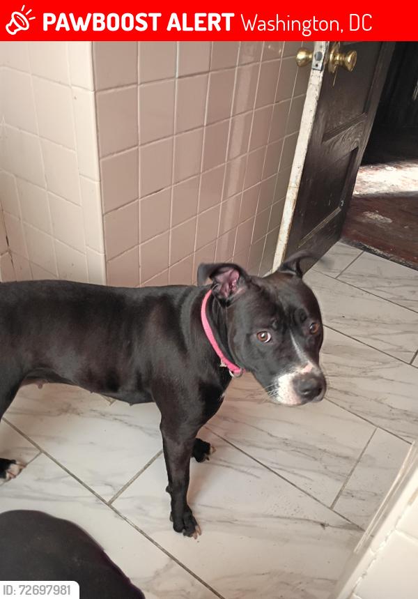 Lost Female Dog last seen Georgia & Arkansas Ave NW Washington , Washington, DC 20011