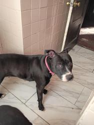 Lost Female Dog last seen Georgia & Arkansas Ave NW Washington , Washington, DC 20011