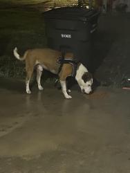 Found/Stray Male Dog last seen Niagara , San Antonio, TX 78224