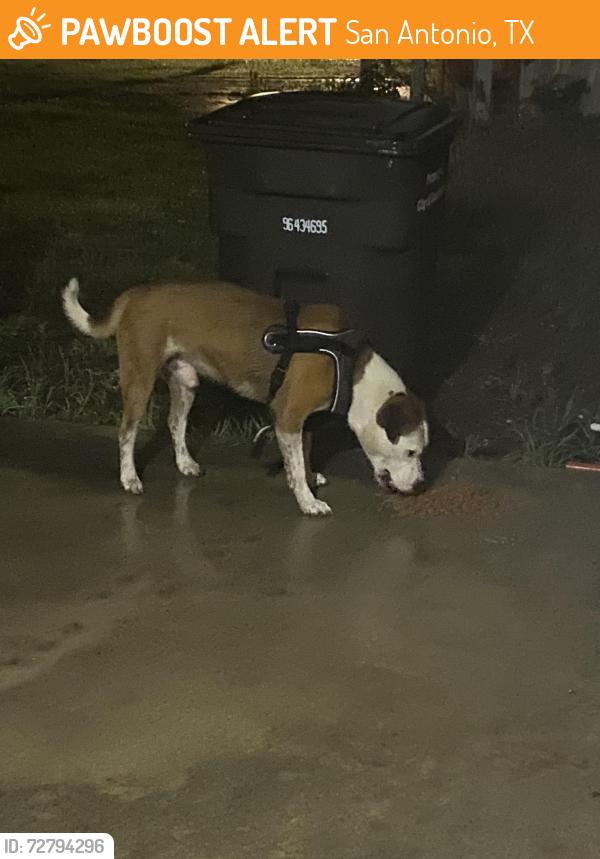 Found/Stray Male Dog last seen Niagara , San Antonio, TX 78224
