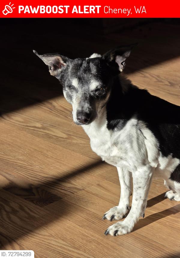 Lost Female Dog last seen Pine Ridge Ln, Cheney, WA 99004