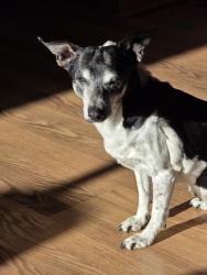 Lost Female Dog last seen Pine Ridge Ln , Cheney, WA 99004