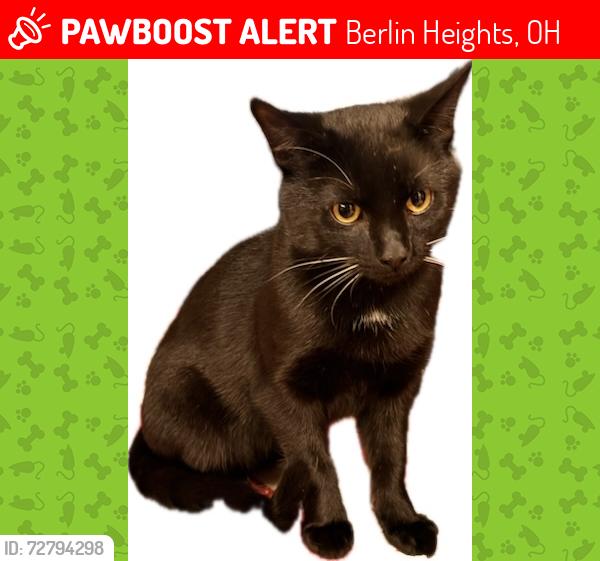 Lost Male Cat last seen Rt 113, Near Burnham Orchards in Berlin Heights, Ohio, Berlin Heights, OH 44814