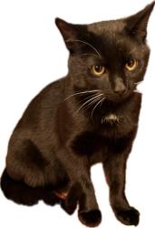 Lost Male Cat last seen Rt 113, Near Burnham Orchards in Berlin Heights, Ohio, Berlin Heights, OH 44814