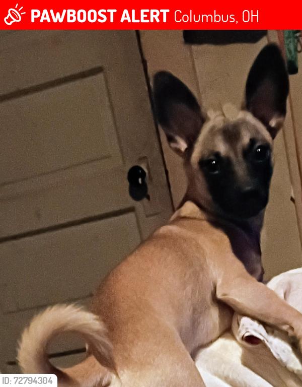 Lost Male Dog last seen State Street and Dakota avenue, Columbus, OH 43222