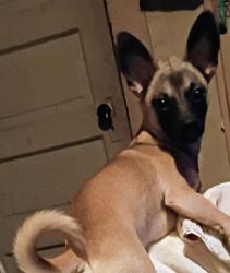 Lost Male Dog last seen State Street and Dakota avenue , Columbus, OH 43222