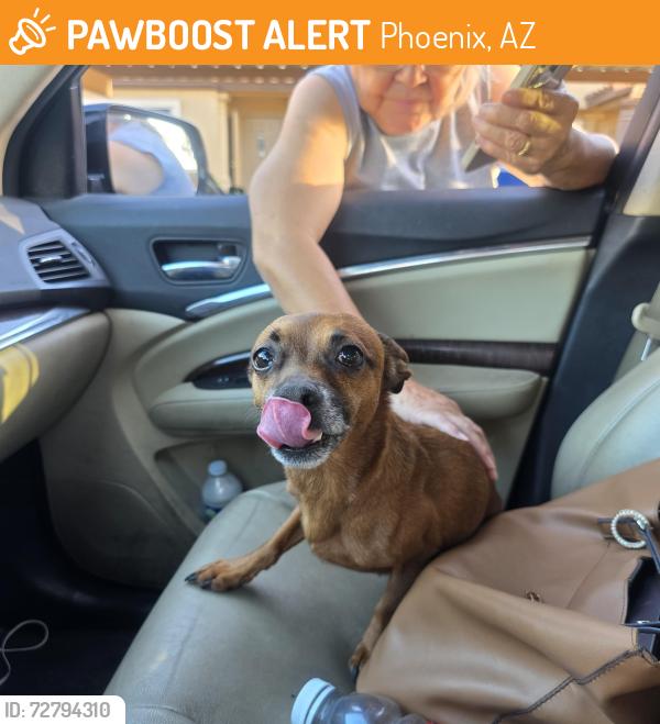 Found/Stray Male Dog last seen 102nd Ave and Campbell, Phoenix, AZ 85037
