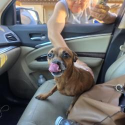Found/Stray Male Dog last seen 102nd Ave and Campbell, Phoenix, AZ 85037
