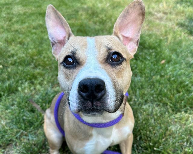 Shelter Stray Female Dog last seen CHARLOTTE, Charlotte, NC 28217